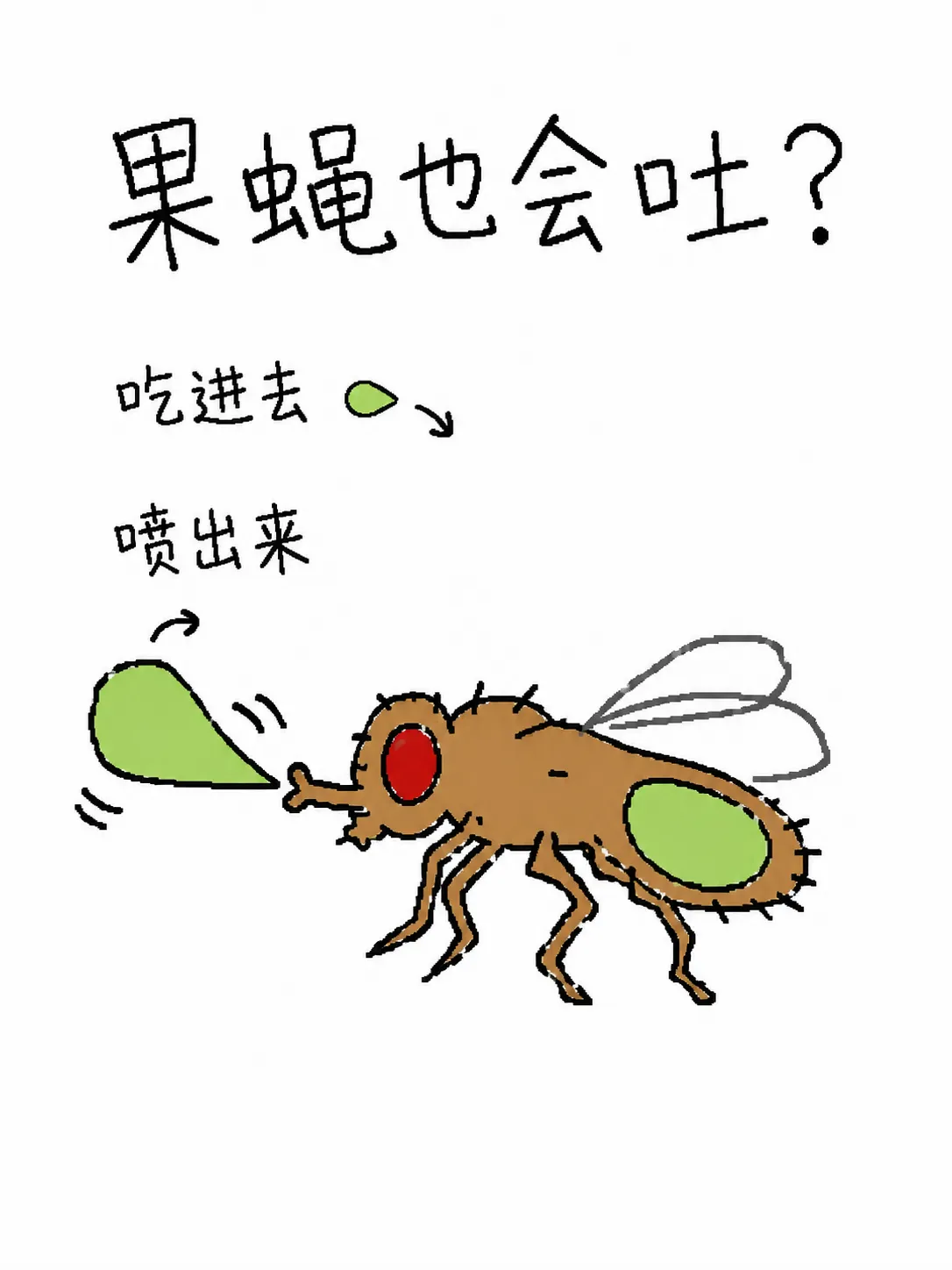 果蝇也会吐？