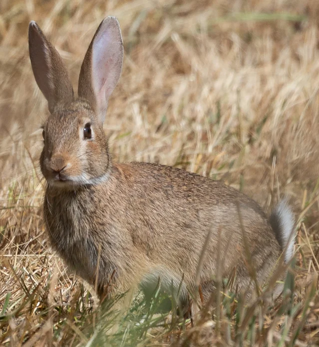 A European rabbit standing in dry grass