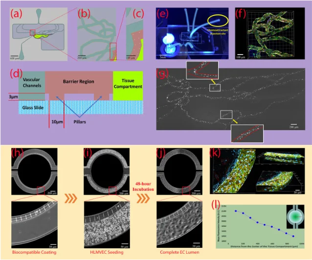 Schematic and validation of the biomimetic microphysiological system, including vascular channels, a barrier region, tissue compartment, endothelial lumen formation, and chemoattractant gradient