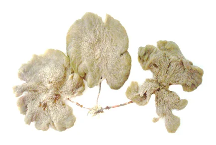Herbarium specimen of Chamaedoris xavieri showing three dried fronds attached to a shared stem, white background