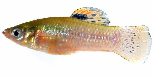 A slim fish in profile on a white background, with an orange and black dorsal fin, a pale spotted tail and a faint red patch behind the gills