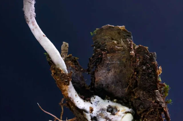 Purpureocillium atlanticum 侵染活门蛛的标本:白色丝状菌丝几乎覆盖蜘蛛全身,子实体从蛛尸上萌发。图片来源:João Paulo Machado De Araujo / Kew Gardens