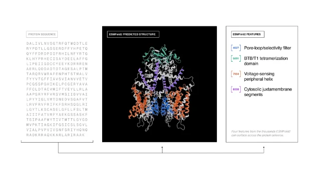 ESMFold2 predicted 3D structure of a protein complex showing functional domains including voltage-sensing peripheral helix and cytosolic juxtamembrane segments