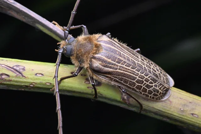 A huhu beetle with long antennae and a pale reticulated pattern on its wing covers, perched on a green stem
