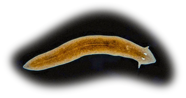 扁形虫(planarian)的箭形头部特写,两侧有标志性的交叉状「眼点」