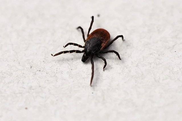 Close-up of a deer tick (Ixodes ricinus) — the species responsible for Lyme disease transmission in the US Northeast