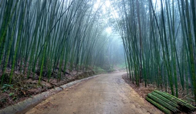 晨雾竹林小路,乙卯木气盛茂