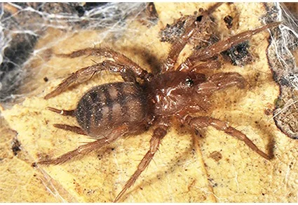 Recently molted brown mygalomorph spider on yellow substrate with silk