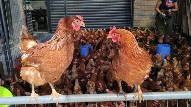 two brown hens perched on a metal railing above a crowded pen of hens