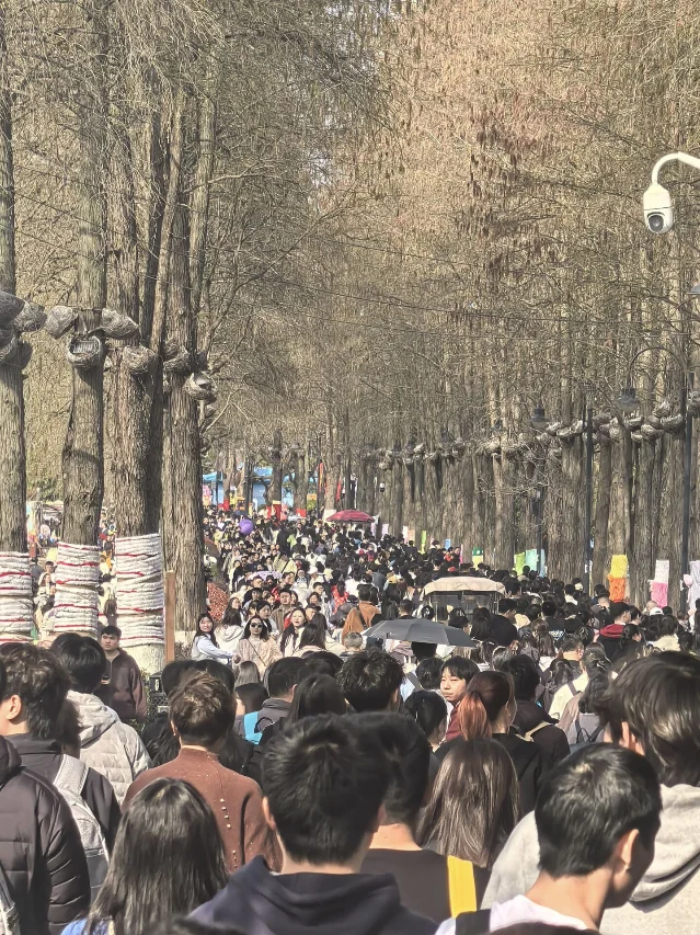 清明节前后景区游人如织,林荫步道摩肩接踵,节假日出行需提前做好心理准备