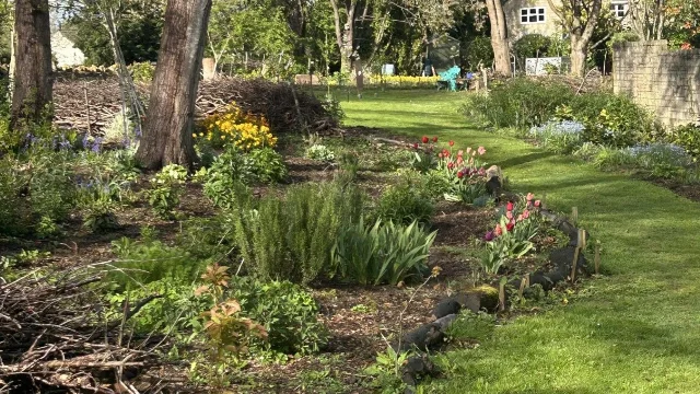 Flowering beds among tree trunks at a community garden