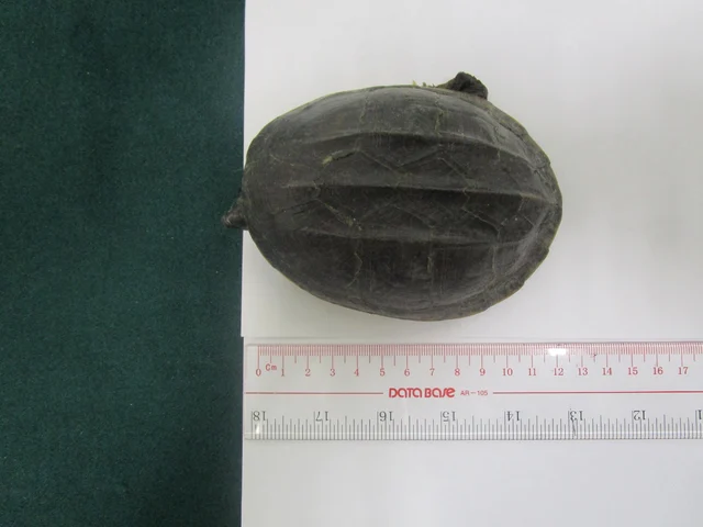 Twenty live turtles seized at Hong Kong-Zhuhai-Macao Bridge Hong Kong Port.