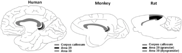 Midsagittal schematic showing RSC (Brodmann areas 29 and 30, dark shading) in human, monkey, and rat brains, located immediately posterior to the corpus callosum.