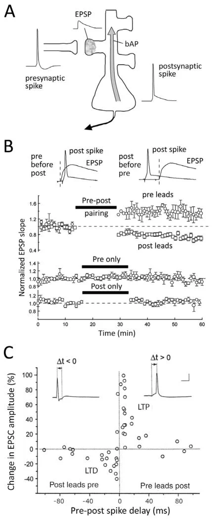 STDP timing window