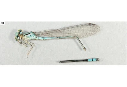Damselfly specimen with close-up of abdomen terminus