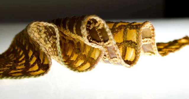 A curled amber and brown textile structure with knitted edges and translucent bacterial cellulose folds