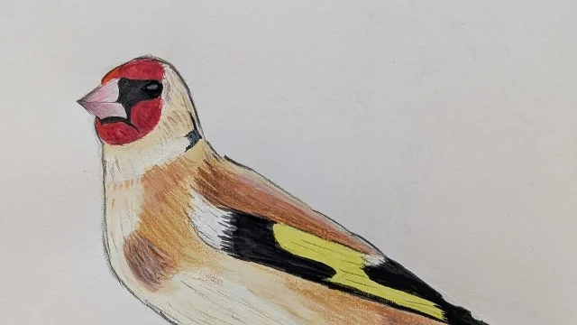 Hand-drawn goldfinch from the r/dutch post about puttertje