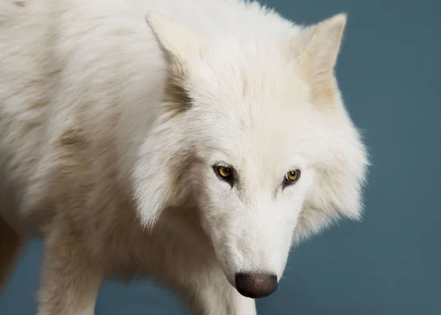 Romulus 与 Remus