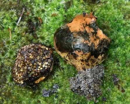 马达加斯加特有真菌 Pisolithus madagascariensis