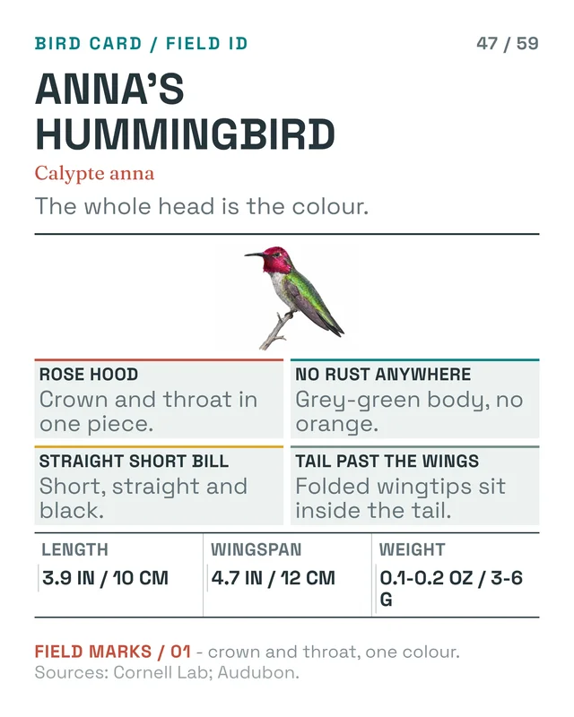 Anna's Hummingbird: the little red hood