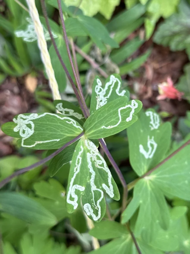 Aquilegia canadensis leaves marked by winding white leaf-miner trails