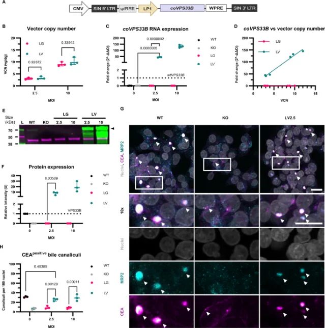 Lentiviral gene therapy vector comparison across ARC syndrome mouse model endpoints