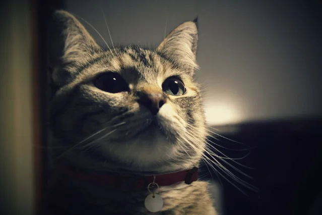 夜里醒着的虎斑猫