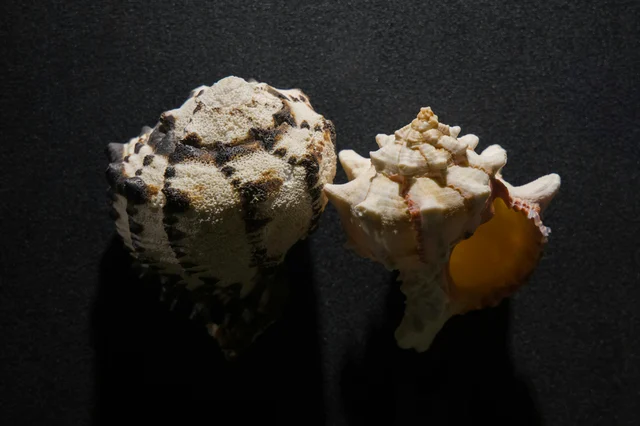 Close-up of two ornate seashells with complex ribbing and sculpture on a dark surface