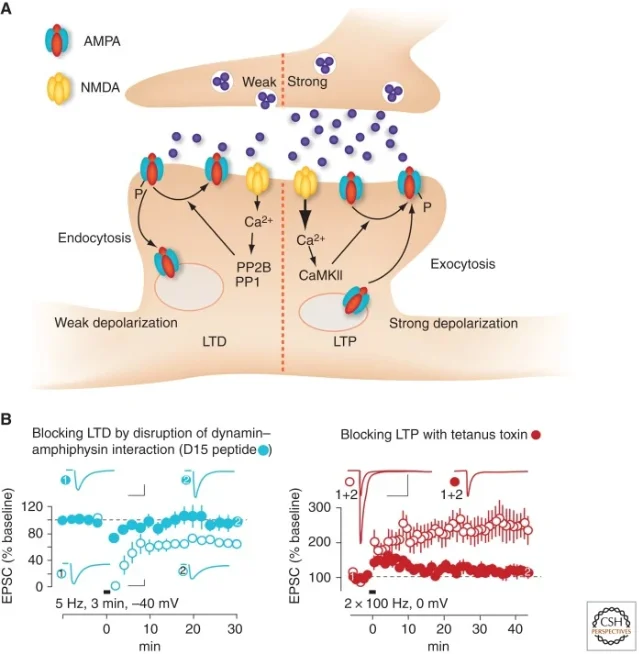 Postsynaptic mechanisms of LTP and LTD