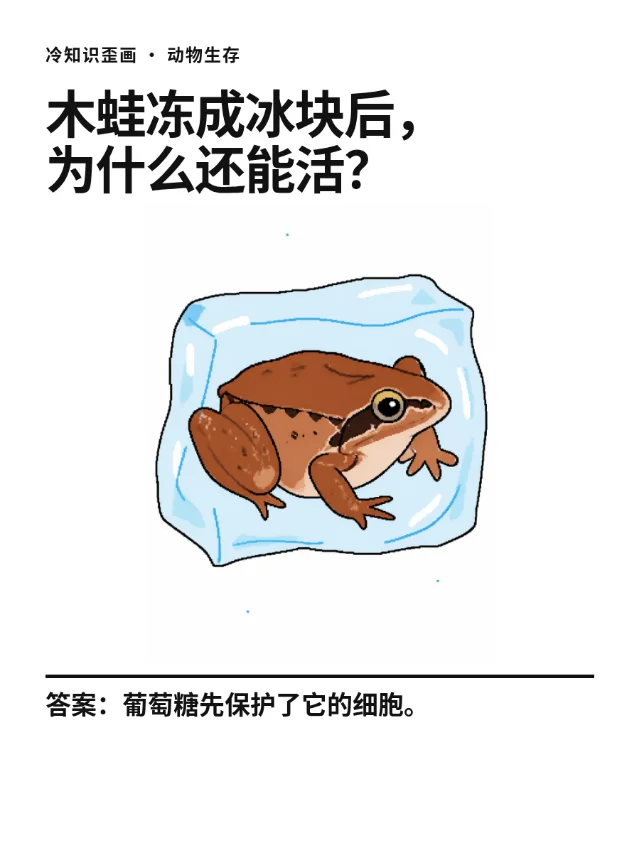 木蛙冻成冰块后，为什么还能活？