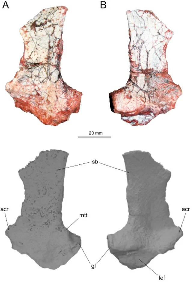 Silescelida acristata Fig. 2 — bone photographs and interpretive drawings of the holotype left scapula, right ilium, and left femur (MCP 4186-PV) in multiple views