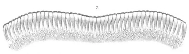 An old scientific plate showing a curved strip of many long tapered teeth packed in a comb-like row