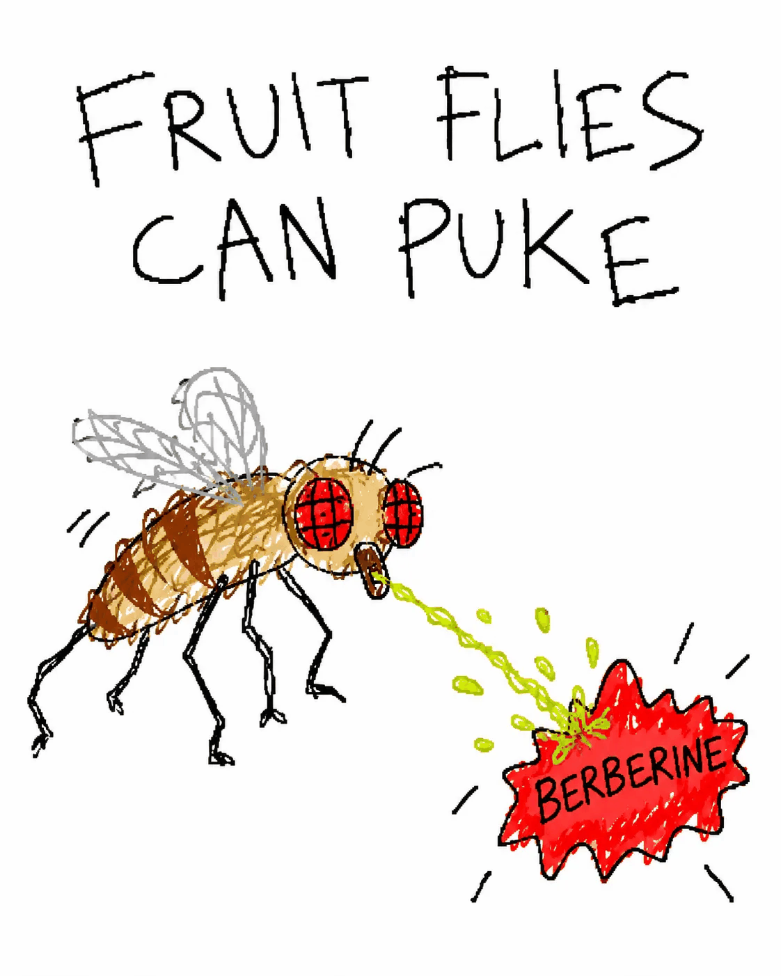 Fruit flies can puke.