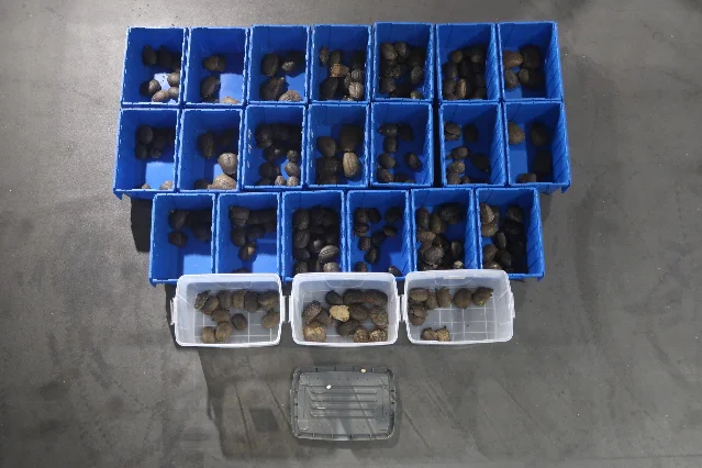Live turtles and turtle eggs seized from the boot of a cross-boundary private car.