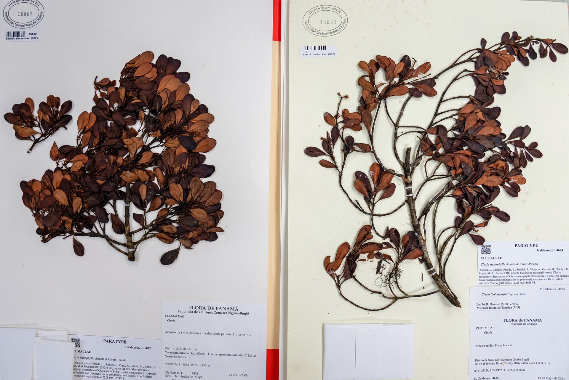 两份 Clusia nanophylla 植物干制标本,带标本编号和采集信息标签