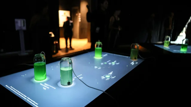 Five illuminated glass vessels of green algae arranged on a dark interactive table with projected data