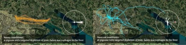 Comparison flight track maps: 9 macrophage-depleted pigeons under sunny skies navigating normally on the left; 18 macrophage-depleted pigeons under overcast skies scattering in all directions on the right