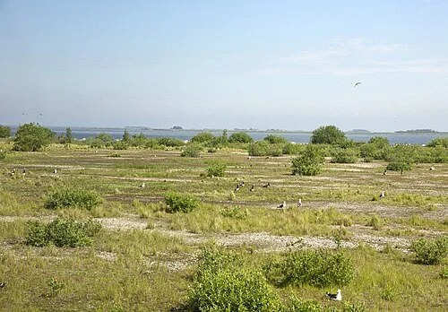Peberholm artificial island in 2019, showing established shrub and meadow habitat colonised by seabirds (visible as white dots across the open ground)
