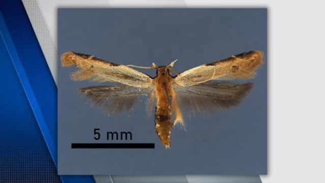 A straw crest moth beside a 5 mm scale