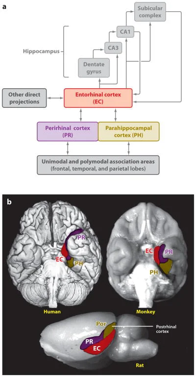 Schematic diagram of the medial temporal lobe memory system for declarative memory, showing the hippocampus and perirhinal, entorhinal, and parahippocampal cortices with their interconnections