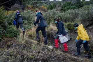 Argentine scientists collecting rodent traps in Ushuaia, May 2026