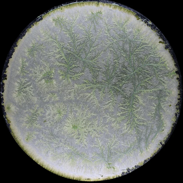 A pale circular biocrystallisation image filled with fine green branching patterns