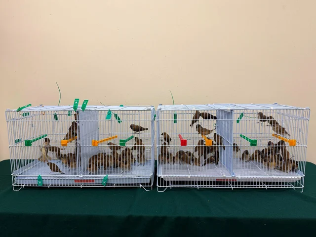 Live birds in cages seized at Lok Ma Chau Spur Line Control Point.
