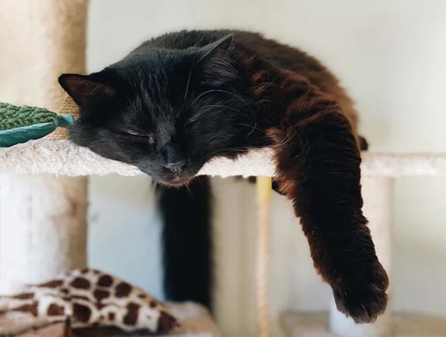 黑猫在室内安静睡觉