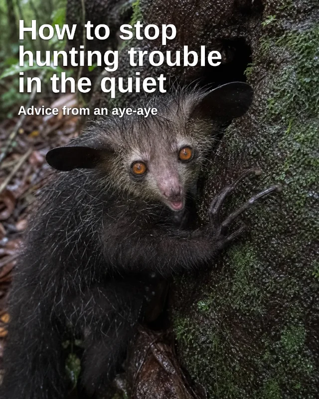 How to stop hunting trouble in the quiet