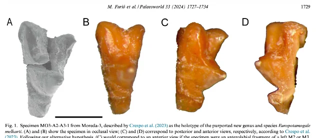 Multi-view fossil tooth specimen showing occlusal, posterior, and anterior angles labeled A–D, identified as the holotype of Europotamogale melkarti