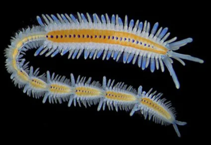 Zootaxa 5830(1) cover: Autolytinae polychaete specimen with yellow dorsal midline and blue-violet parapodia against black background