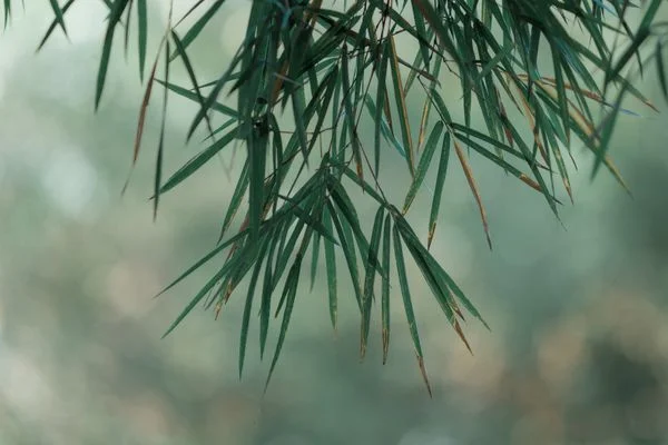 竹叶细节,伤官如竹节锋利清秀