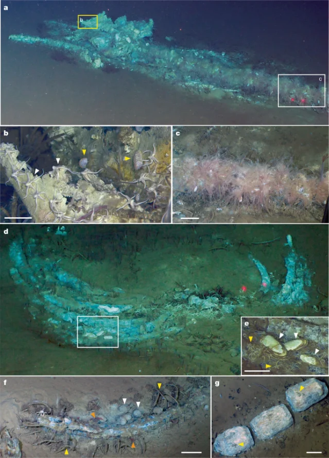 Diamantina Zone whale falls in the sulfophilic stage: a 3-meter minke whale carcass at 5,610 m depth, vertebral bones colonized by Osedax tube worms and vesicomyid clams