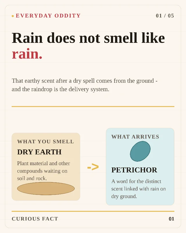 Rain does not smell like rain